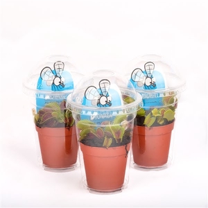 Dionaea muscipula in plastic cup