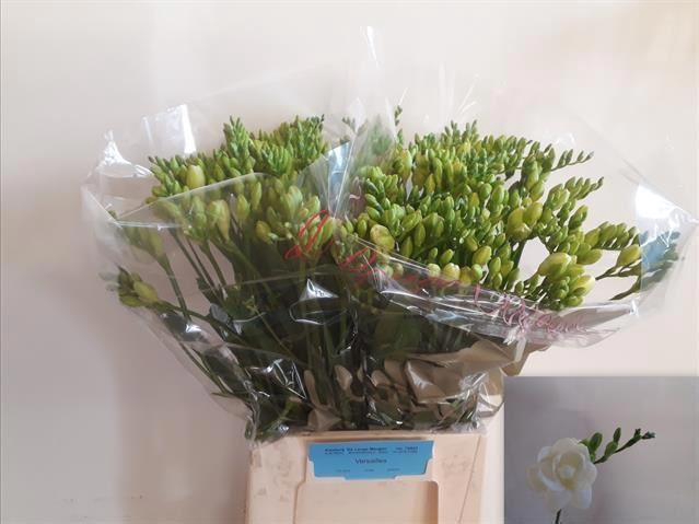 <h4>Freesia du Versailles</h4>