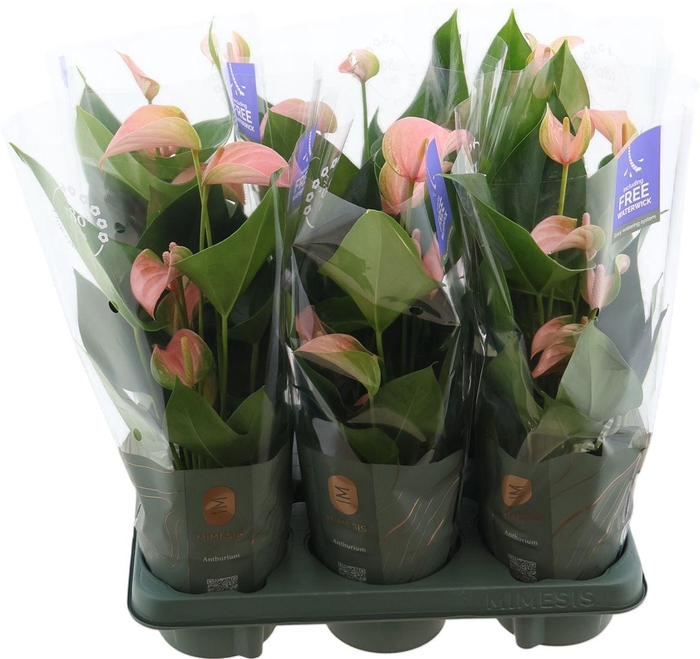 <h4>Anthu An Peach</h4>