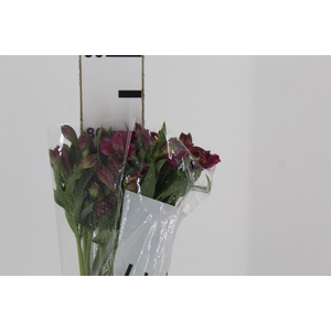 ALSTROEMERIA NAPOLI 080 CM