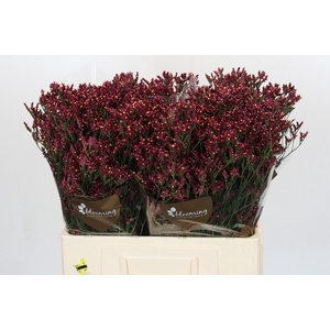 Limonium sinensis Scarlet Diamond