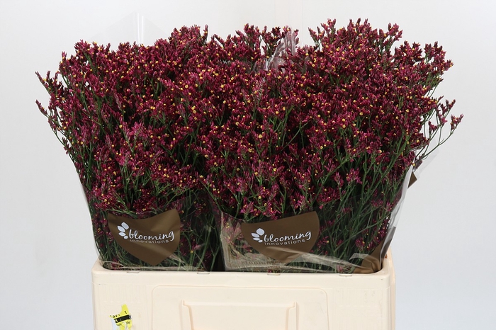 <h4>Limonium sinensis Scarlet Diamond</h4>