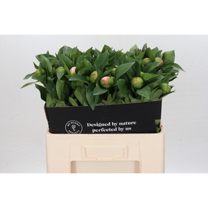 Paeonia Soft Salmon Saucer