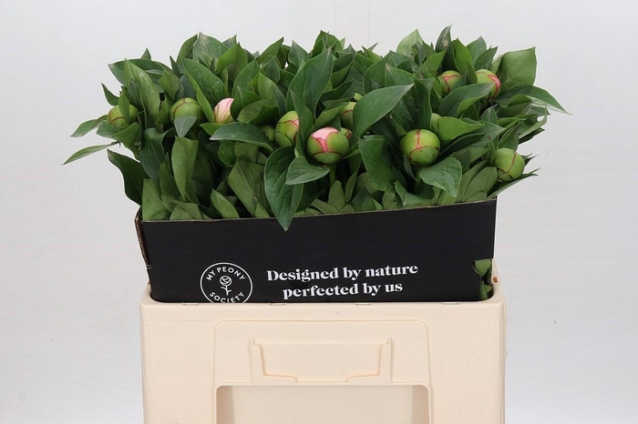 <h4>Paeonia Soft Salmon Saucer</h4>