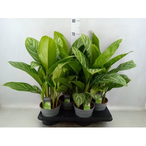 Aglaonema  'Stripes'