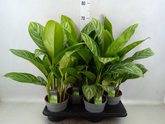 Aglaonema  'Stripes'