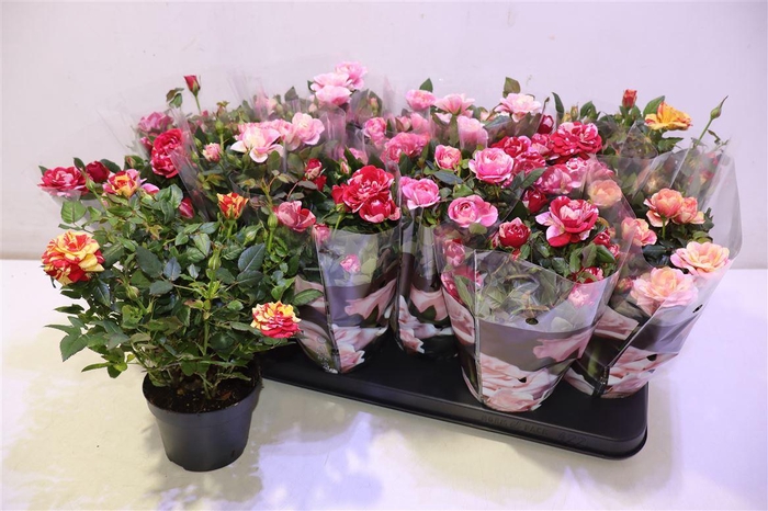 <h4>arr8 Ro Victory Gem</h4>