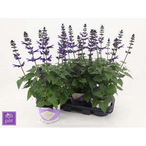 SALVIA LAKE BLUEBERR