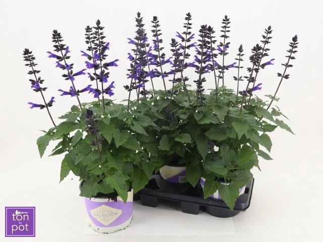 <h4>SALVIA LAKE BLUEBERR</h4>