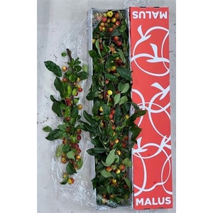 Malus Gorgeous Tak