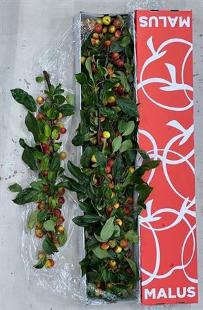 <h4>Malus Gorgeous Tak</h4>