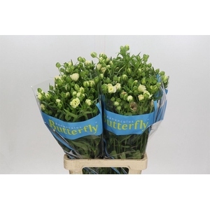 Ranunculus Butterfly Ariadne