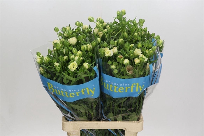 <h4>Ranunculus Butterfly Ariadne</h4>