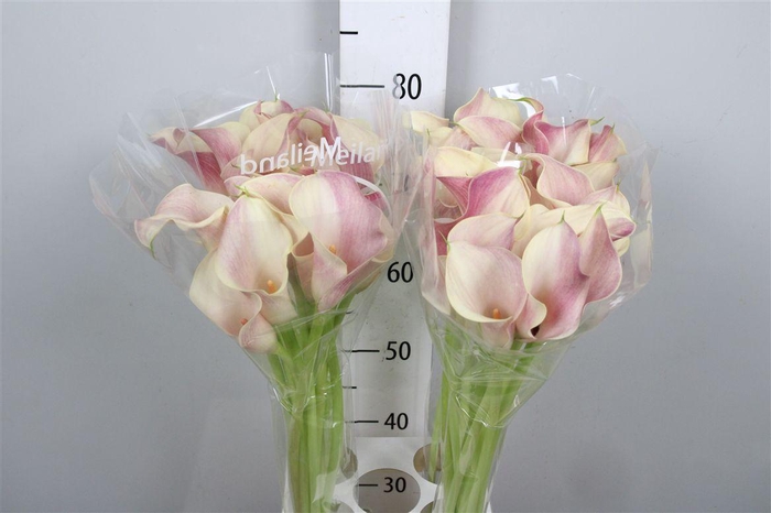 <h4>Zant Blushing Lady</h4>