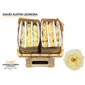 Rosa David Austin Leonora