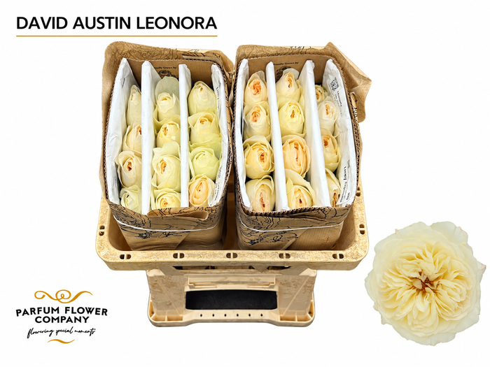 <h4>Rosa David Austin Leonora</h4>