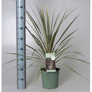 CORD AUS VARIEGAT