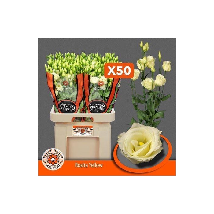 <h4>Eus G Rosita Yellow</h4>