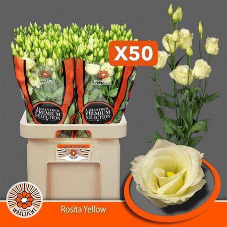 <h4>Eus G Rosita Yellow</h4>