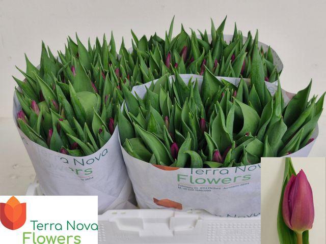 <h4>Tu En Purple Prince</h4>