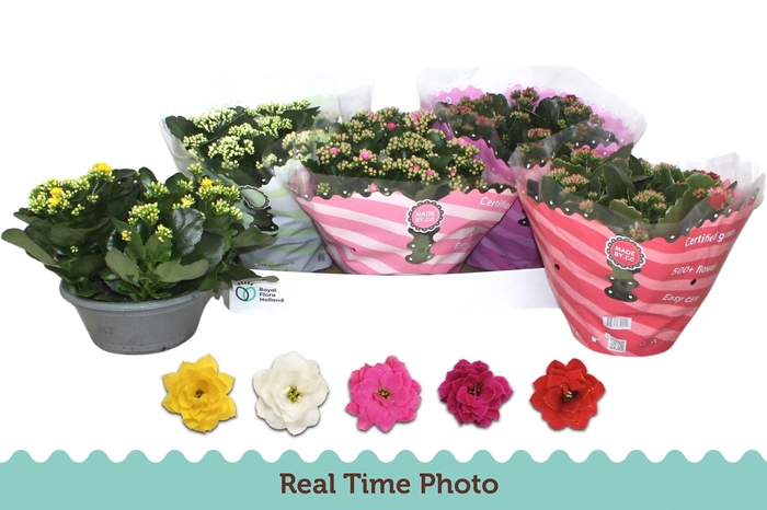 <h4>KAL GE GEM 5 KL</h4>