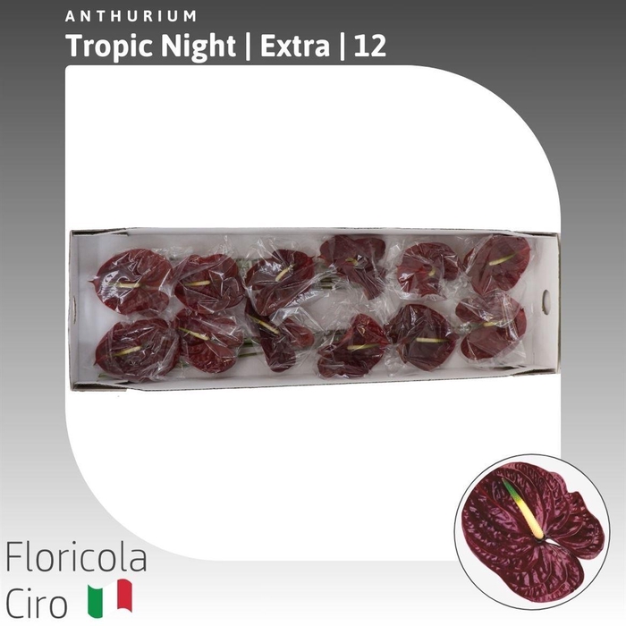 <h4>Anthurium Tropic Night</h4>