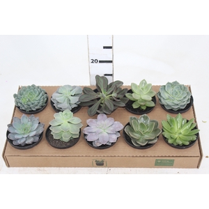 ECHEVERIA P11