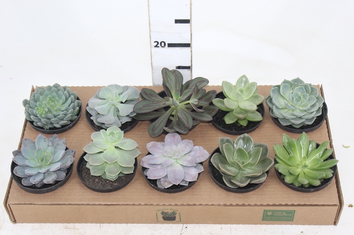 <h4>ECHEVERIA P11</h4>