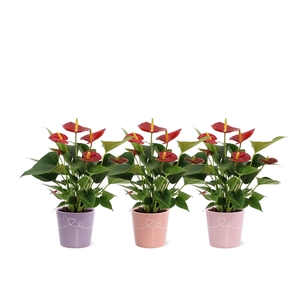 Anthurium Diamond Red in Romy ceramics