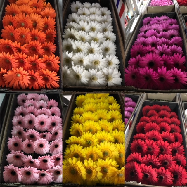 Gerbera Mini Mix, P/Color