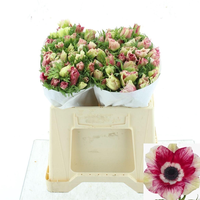 <h4>ANEM CO MIS + TIGRE</h4>