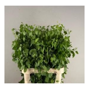 LUNARIA ANN GROENE P