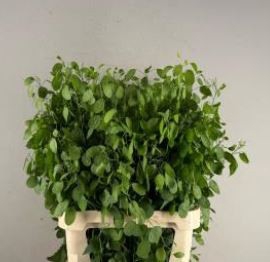 <h4>LUNARIA ANN GROENE P</h4>