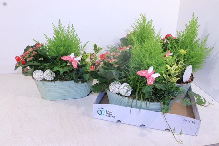 <h4>ARR TUINPLANTEN</h4>