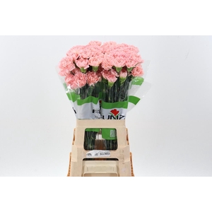 Di St Eternal Love 60cm