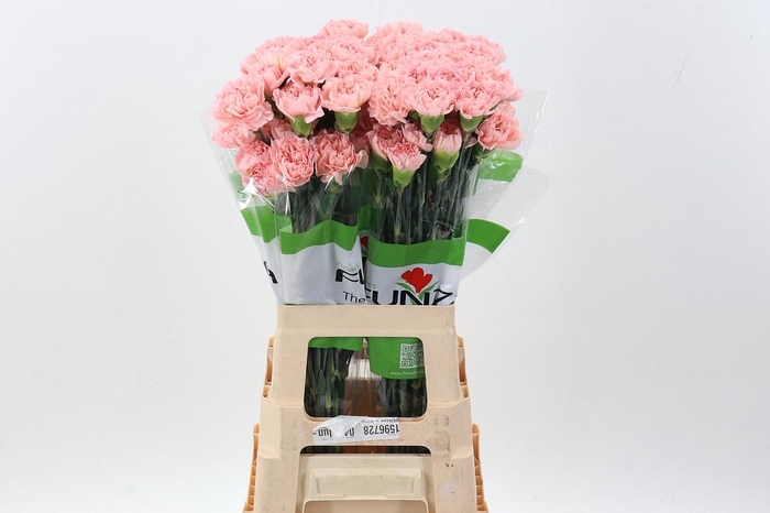 <h4>Di St Eternal Love 60 cm</h4>