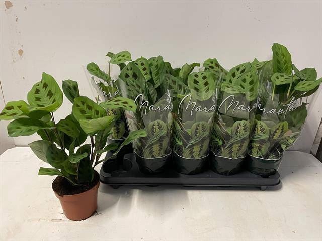 <h4>Maranta leuc. 'Kerchoveana'</h4>