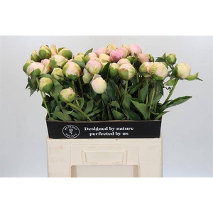 Paeonia pink snow