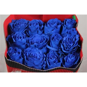 R Gr Blue Moon Ec