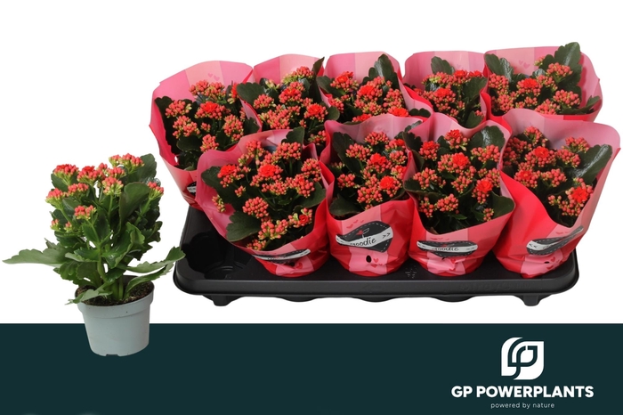 <h4>KAL GE PERFECTA RED</h4>