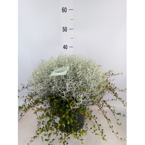 Leucophyta  'Silvercalos' [Calocep]