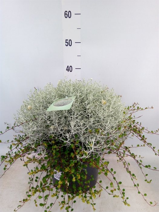 <h4>Leucophyta  'Silvercalos' [Calocep]</h4>