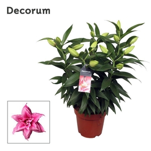Roselily Esra 19cm