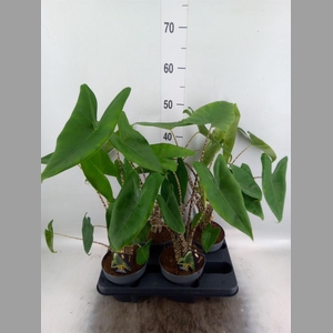 Alocasia zebrina