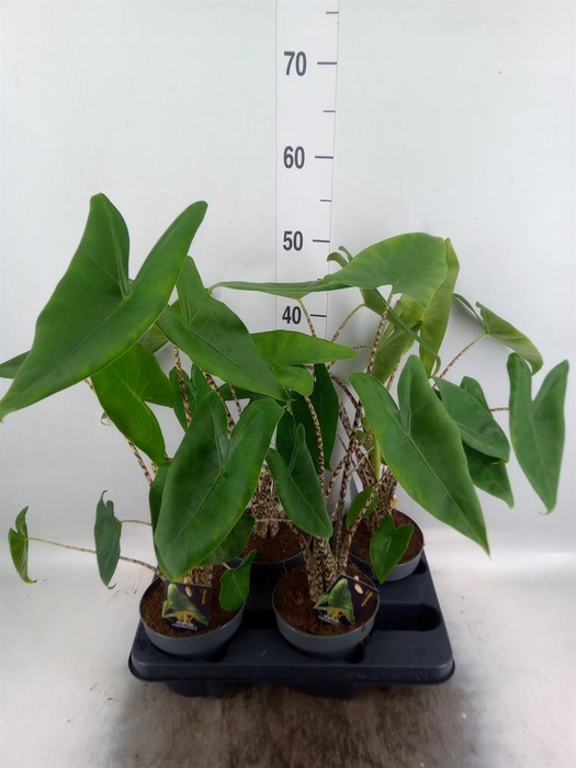 <h4>Alocasia zebrina</h4>