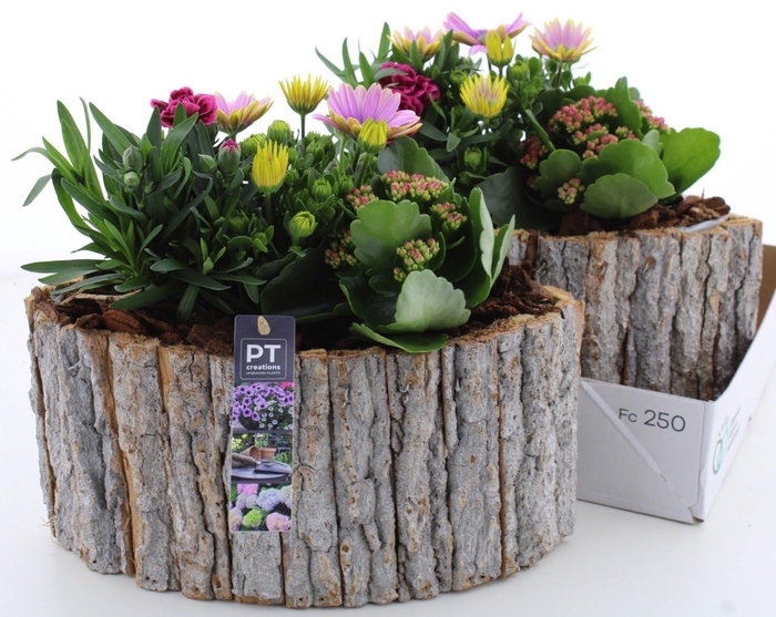 <h4>ARR TUINPLANTEN</h4>