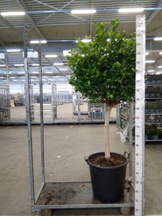 <h4>Ficus microcarpa 'Moclame'</h4>