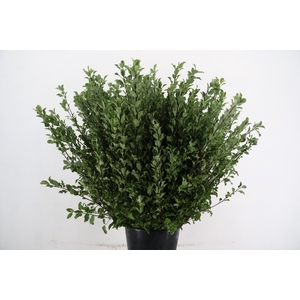 PITTOSPORUM OV