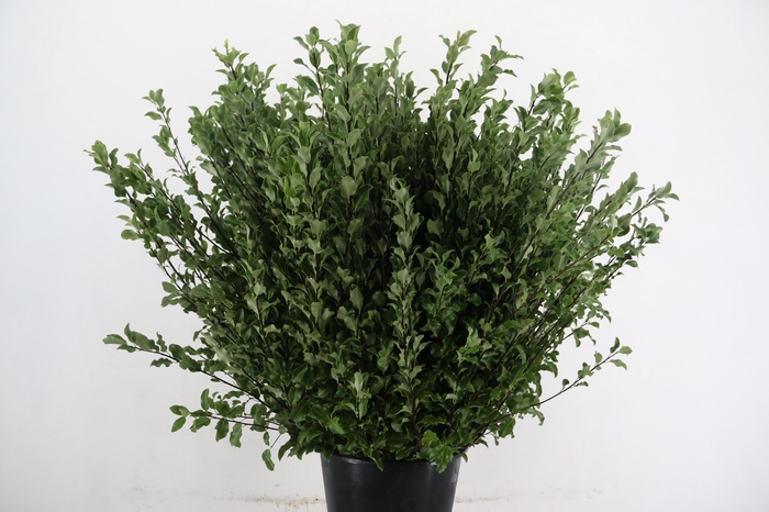 <h4>PITTOSPORUM OV</h4>