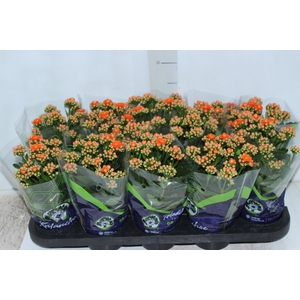 KALANCHOE DOBRADO P11 LARANJA